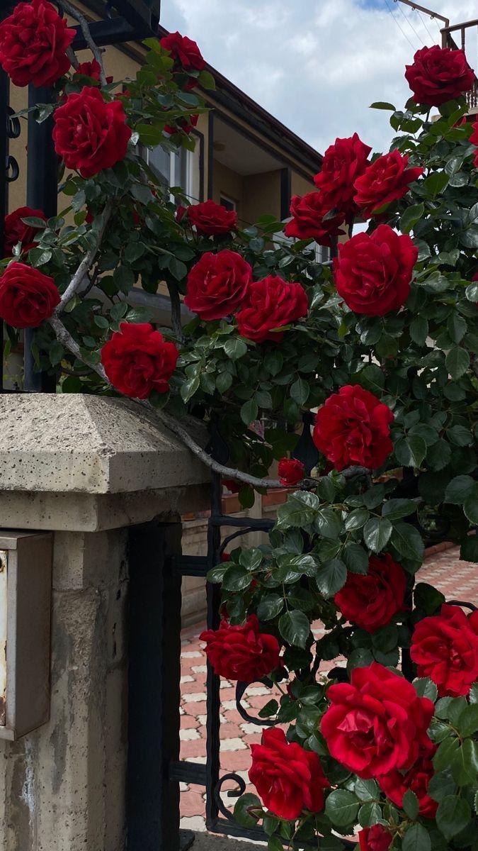 Example of corporate floral consultation